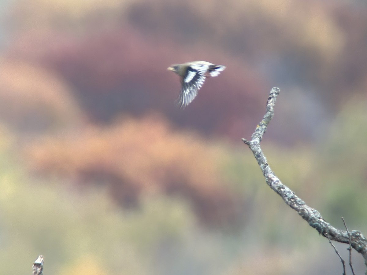 Evening Grosbeak (Eastern or type 3) - ML644466947