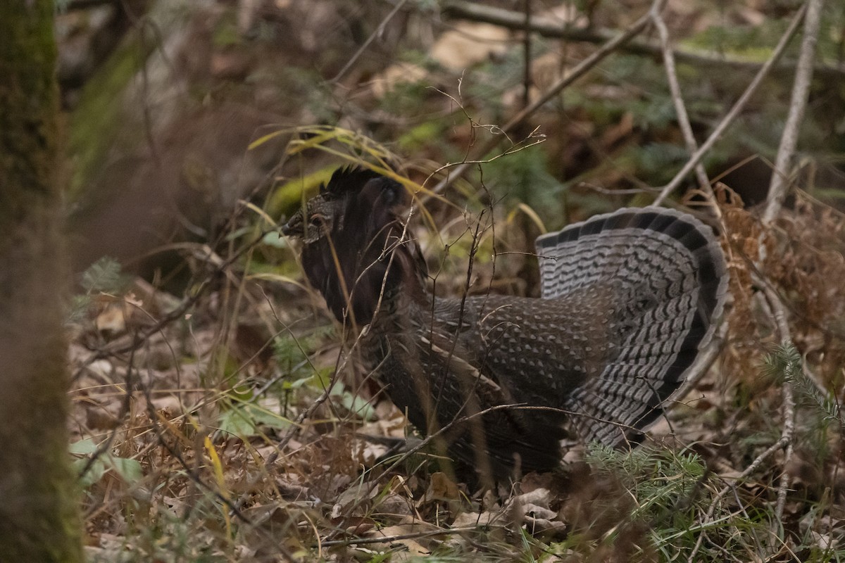 jeřábek kanadský - ML644466949
