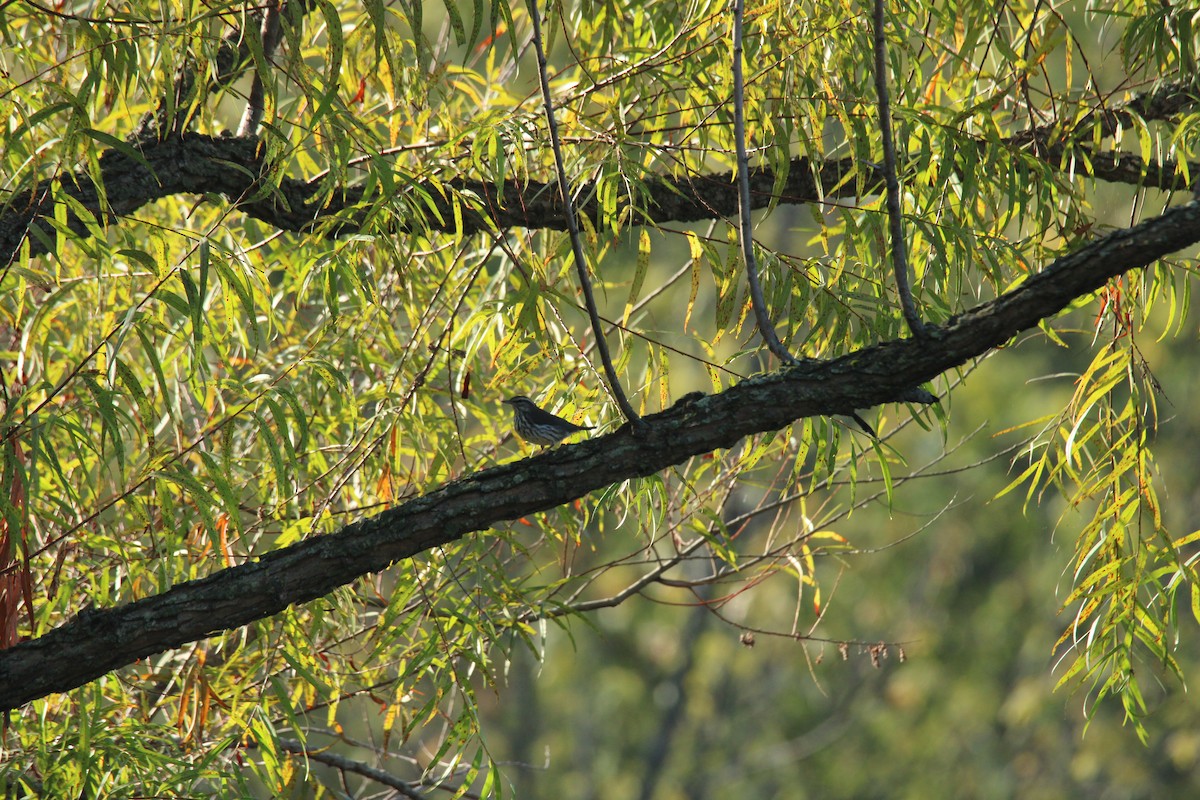 Northern Waterthrush - ML644466950