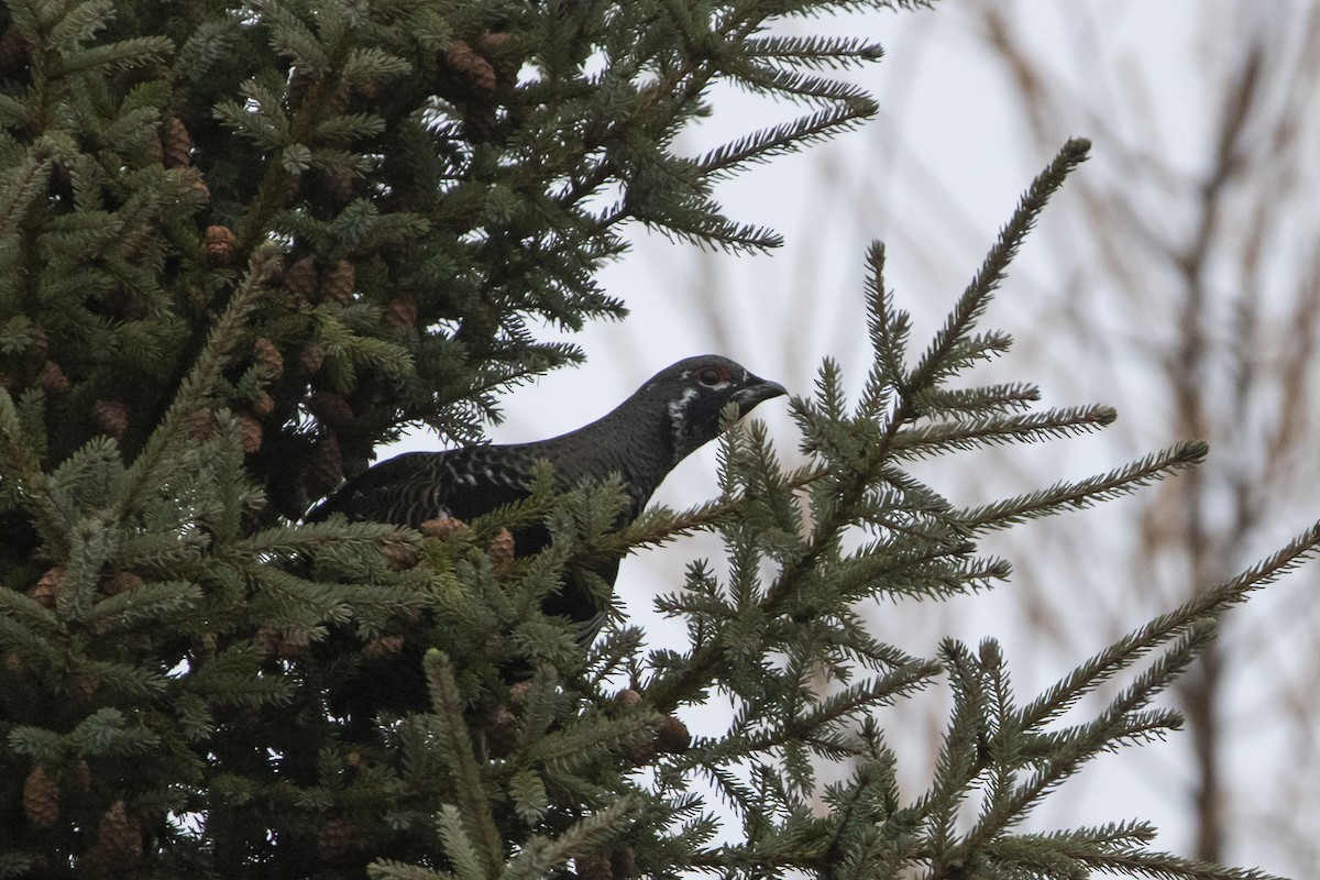 Gallo Canadiense - ML644466952
