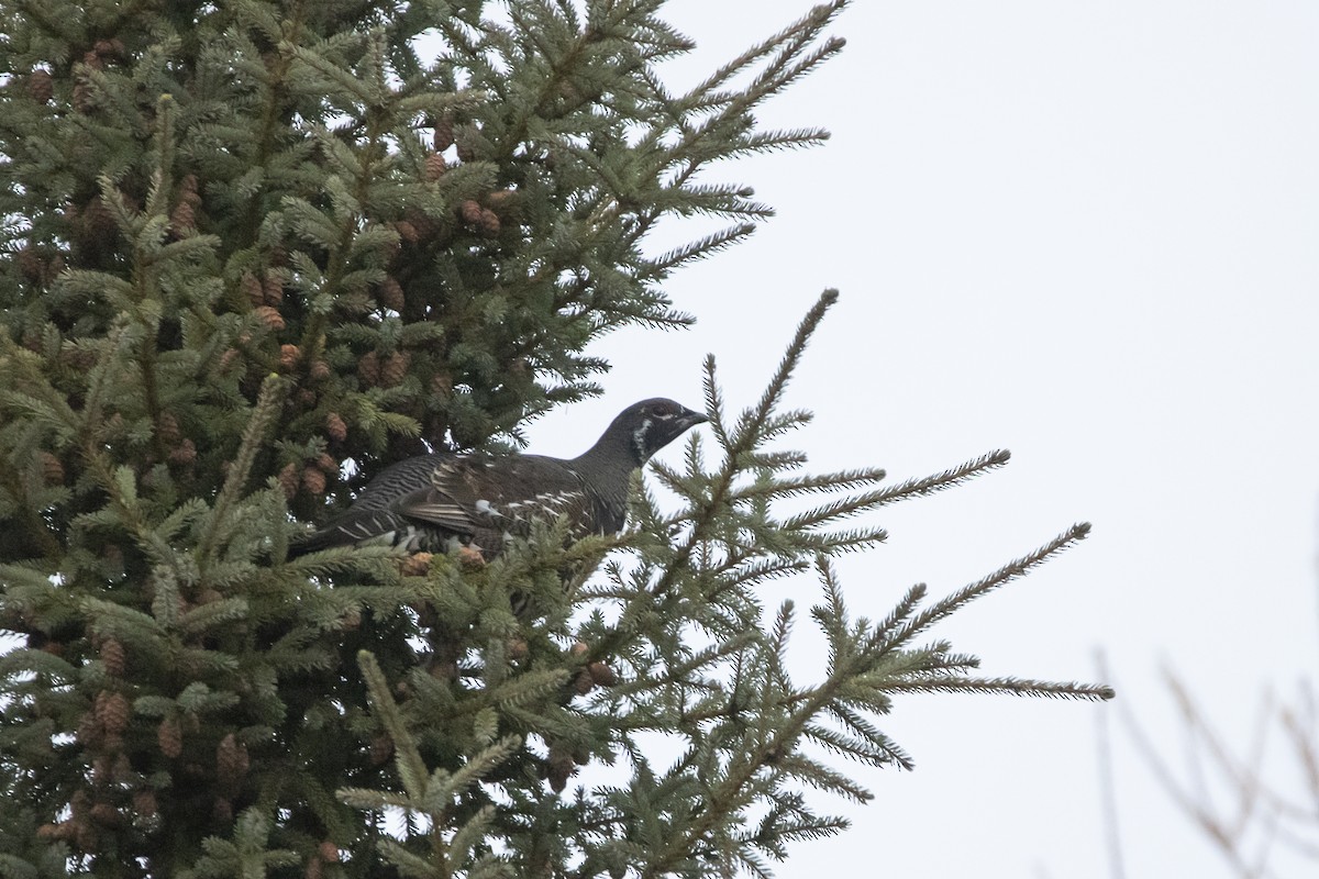 Gallo Canadiense - ML644466953