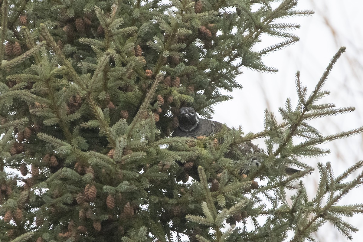 Gallo Canadiense - ML644466954