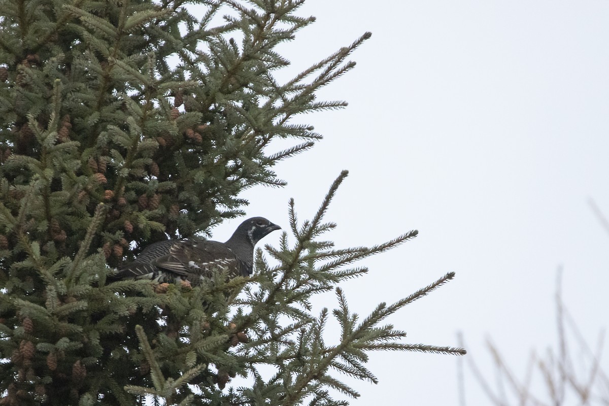 Gallo Canadiense - ML644466955