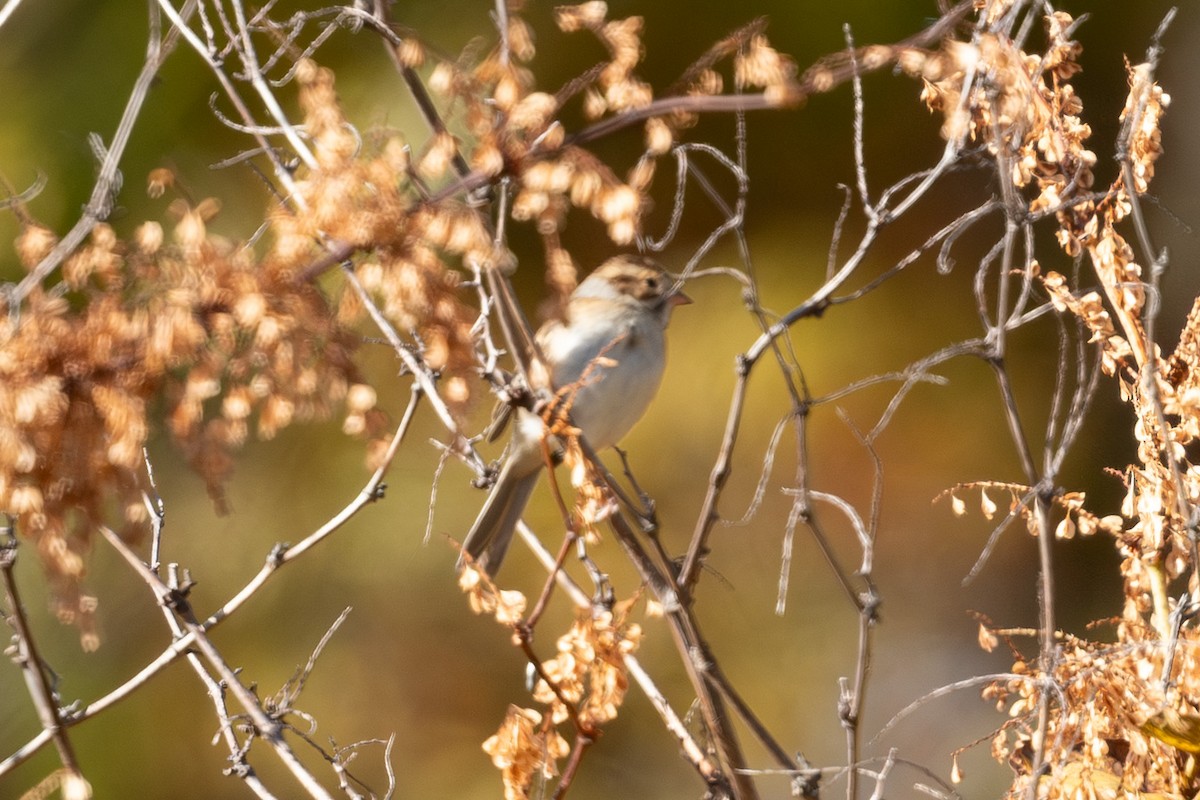 ウスヒメドリ - ML644466957