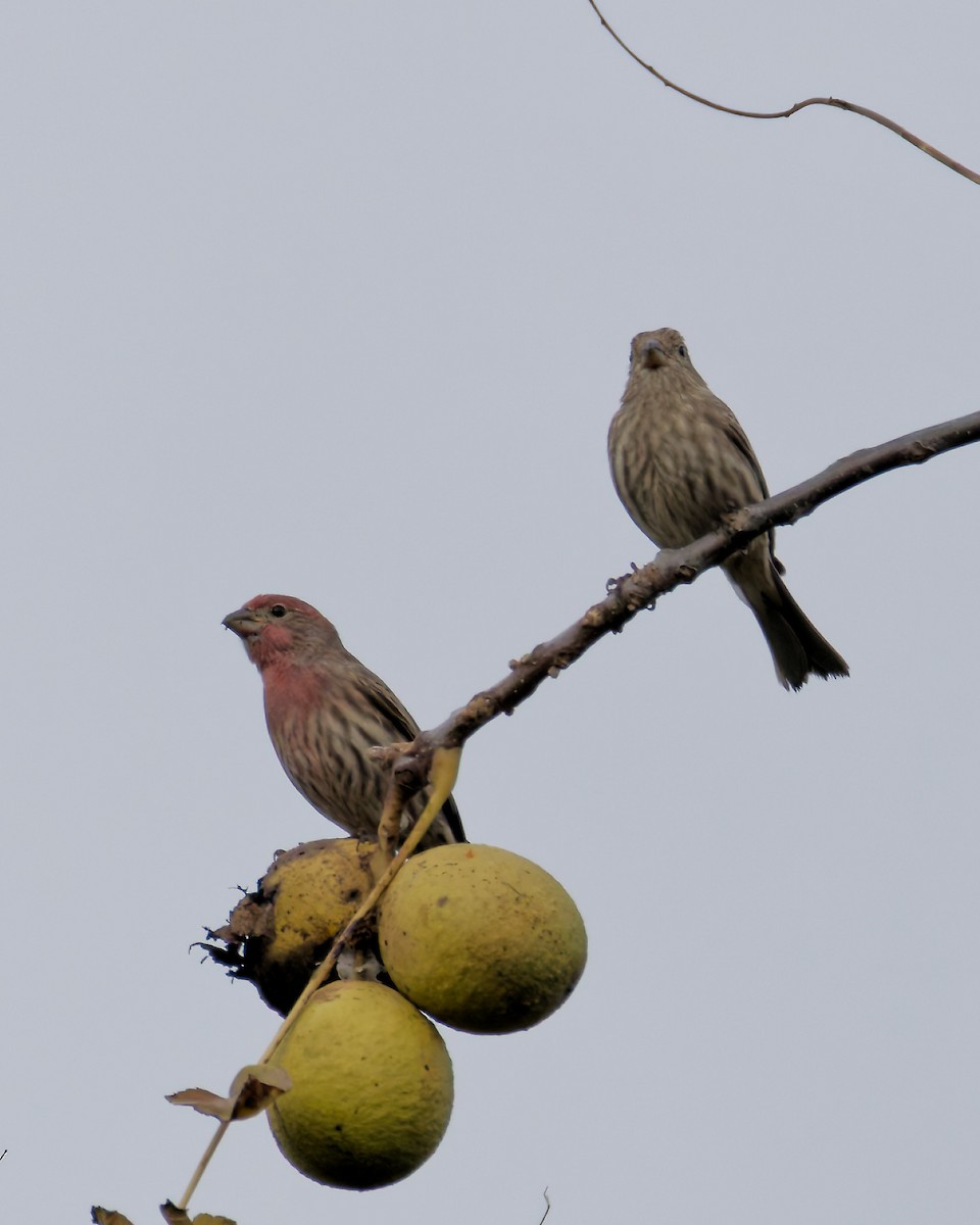 House Finch - ML644466975