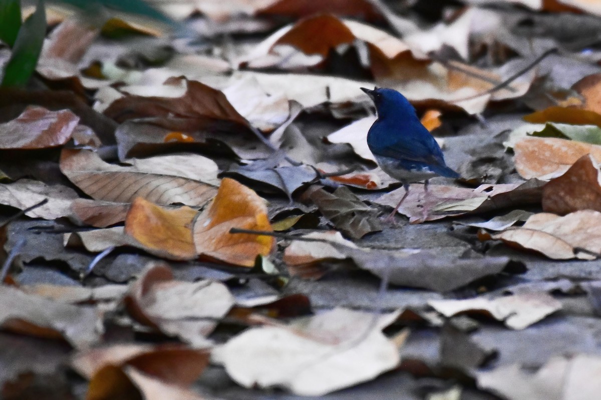זמיר תכול - ML644466976