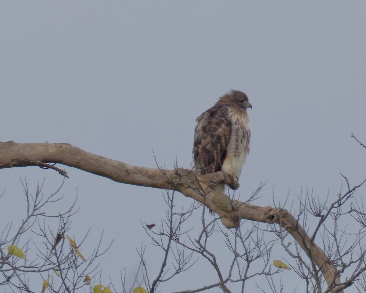Busardo Colirrojo - ML644467004