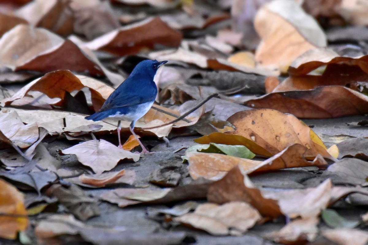זמיר תכול - ML644467006