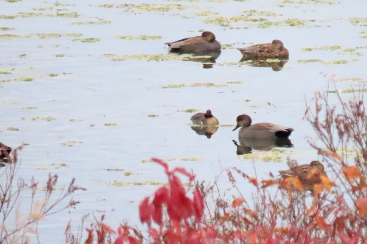 Нерозень - ML644467007