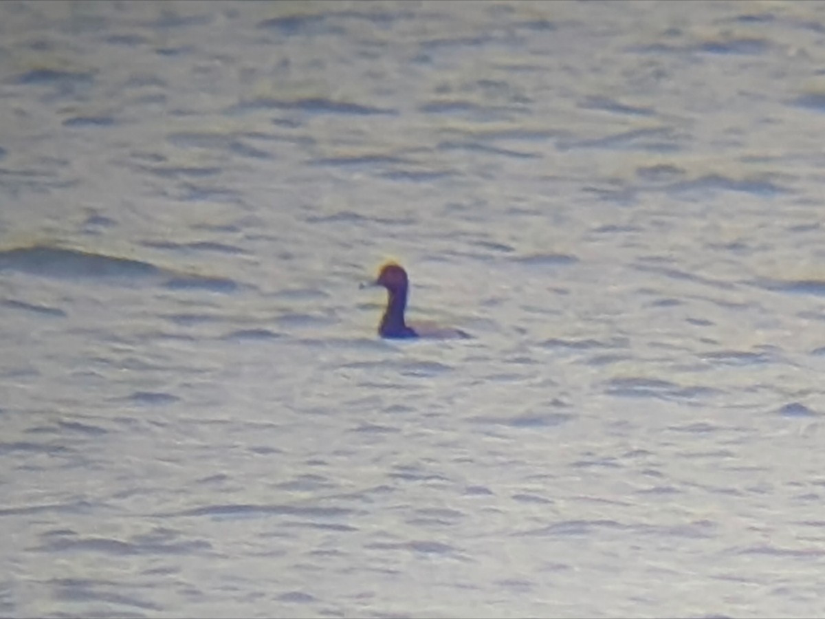 Redhead - ML644467010