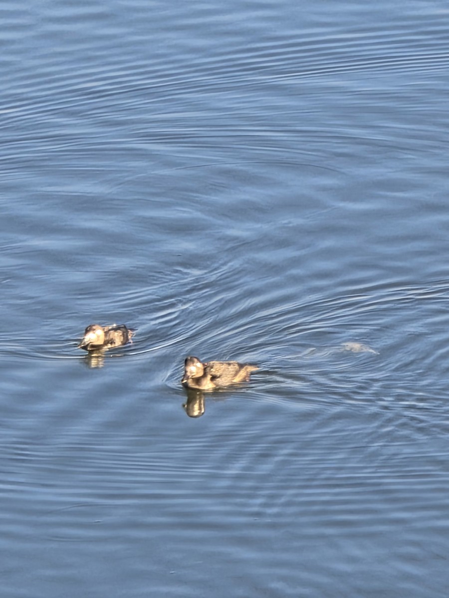 Surf Scoter - ML644467013
