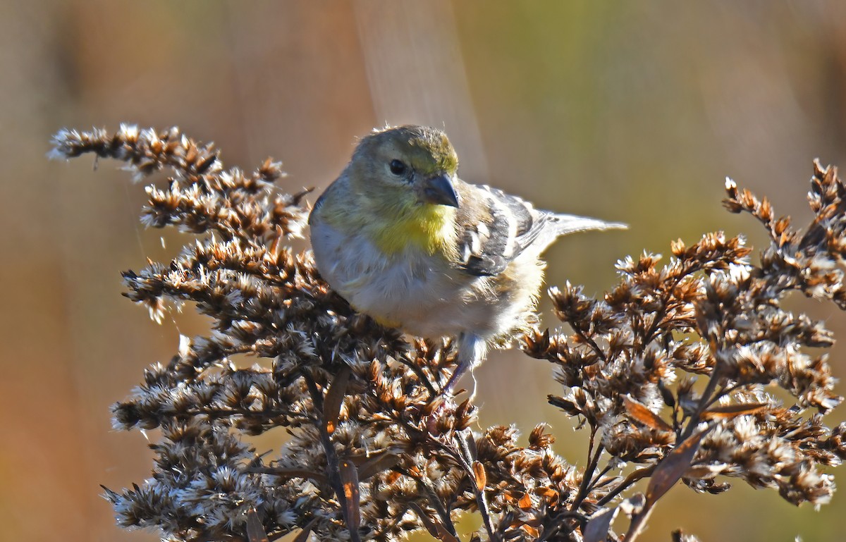 American Goldfinch - ML644467014