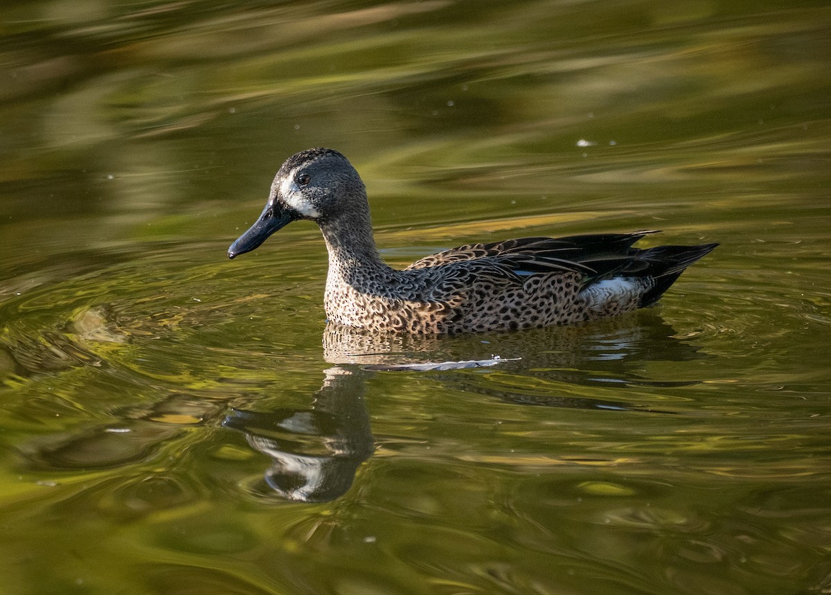שרשיר כחול-כנף - ML644467015