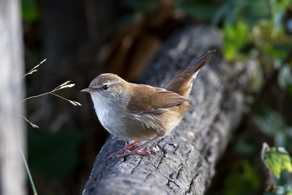 Seidensänger - ML644467020