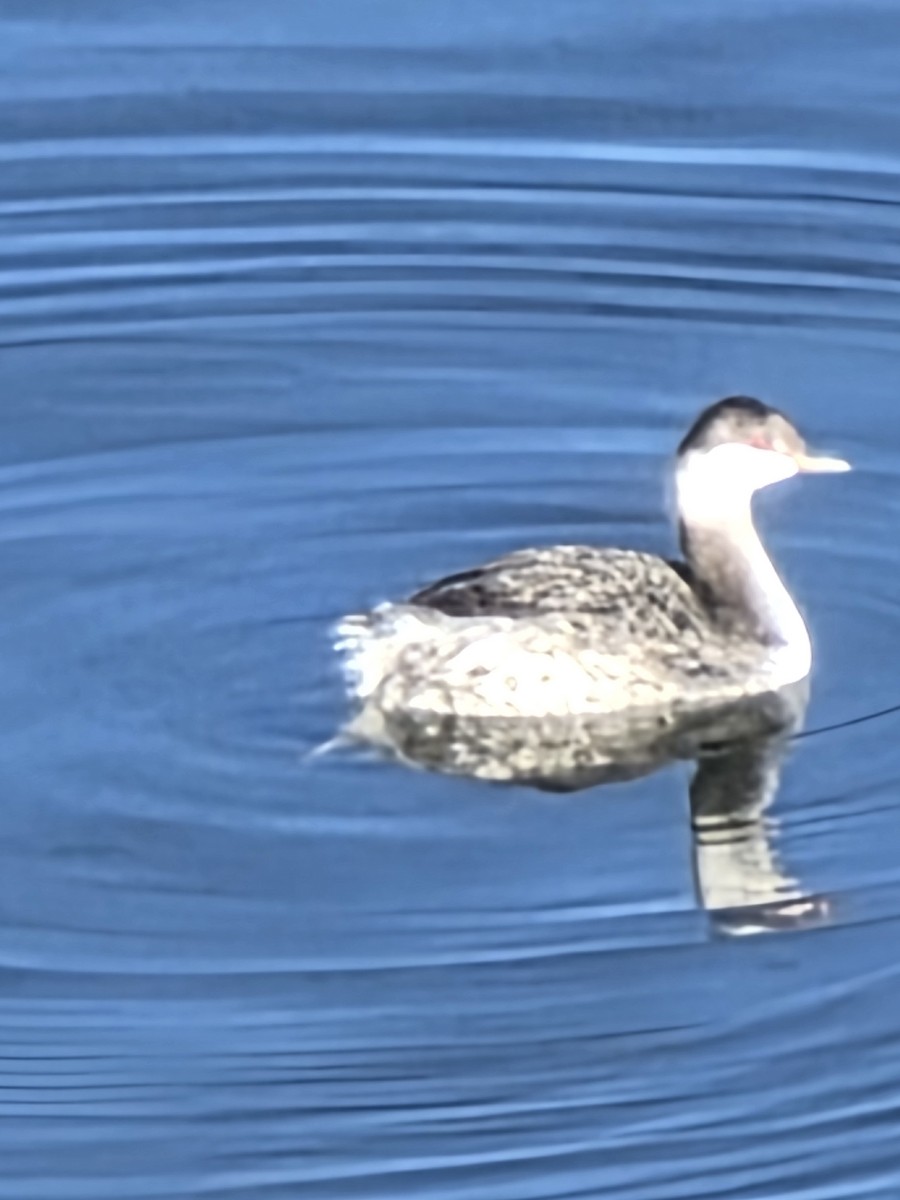 Ухаа шунгуур - ML644467023