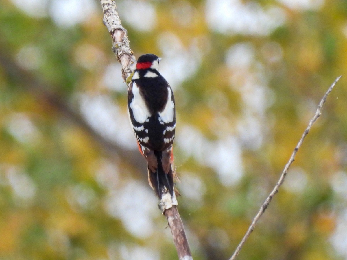 Great Spotted Woodpecker - José Ramón Martínez
