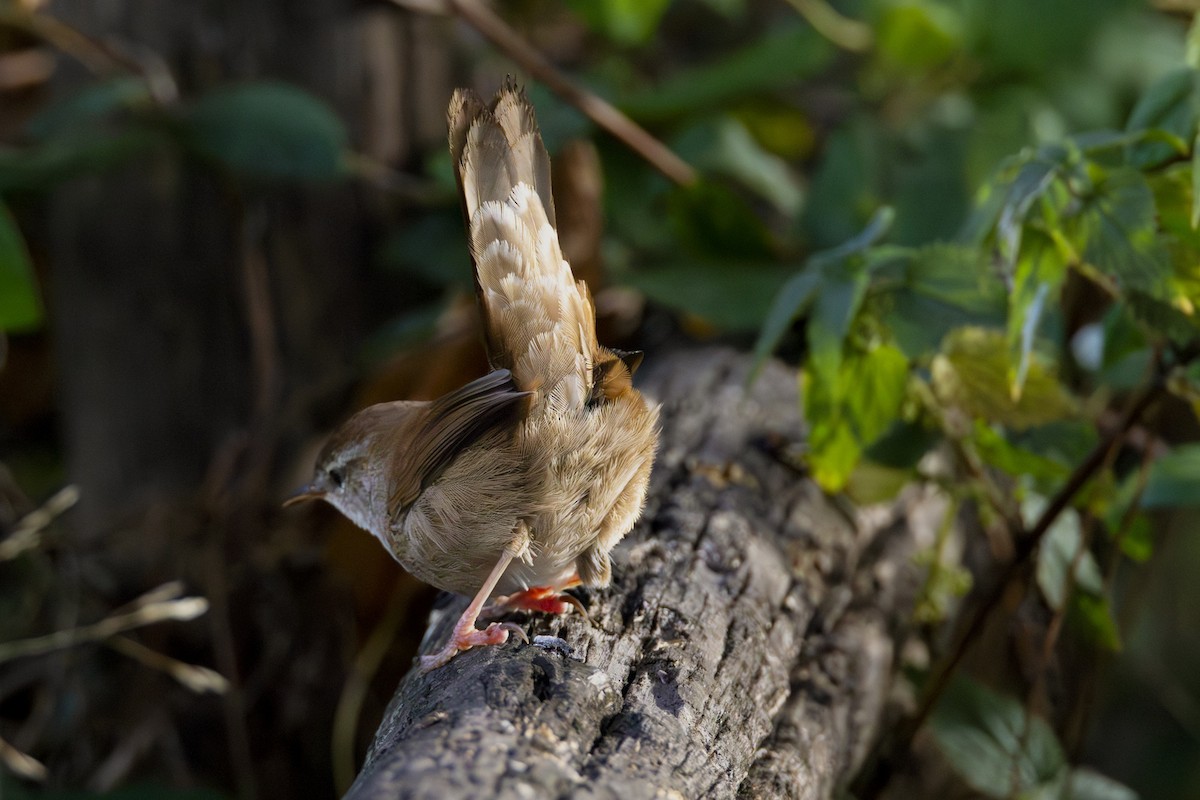 Seidensänger - ML644467033