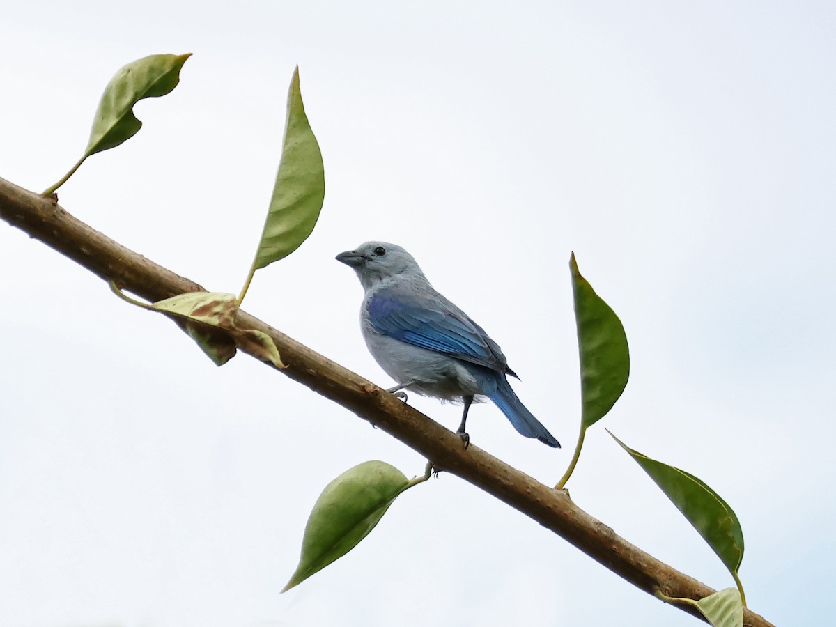 Blue-gray Tanager - ML644467034