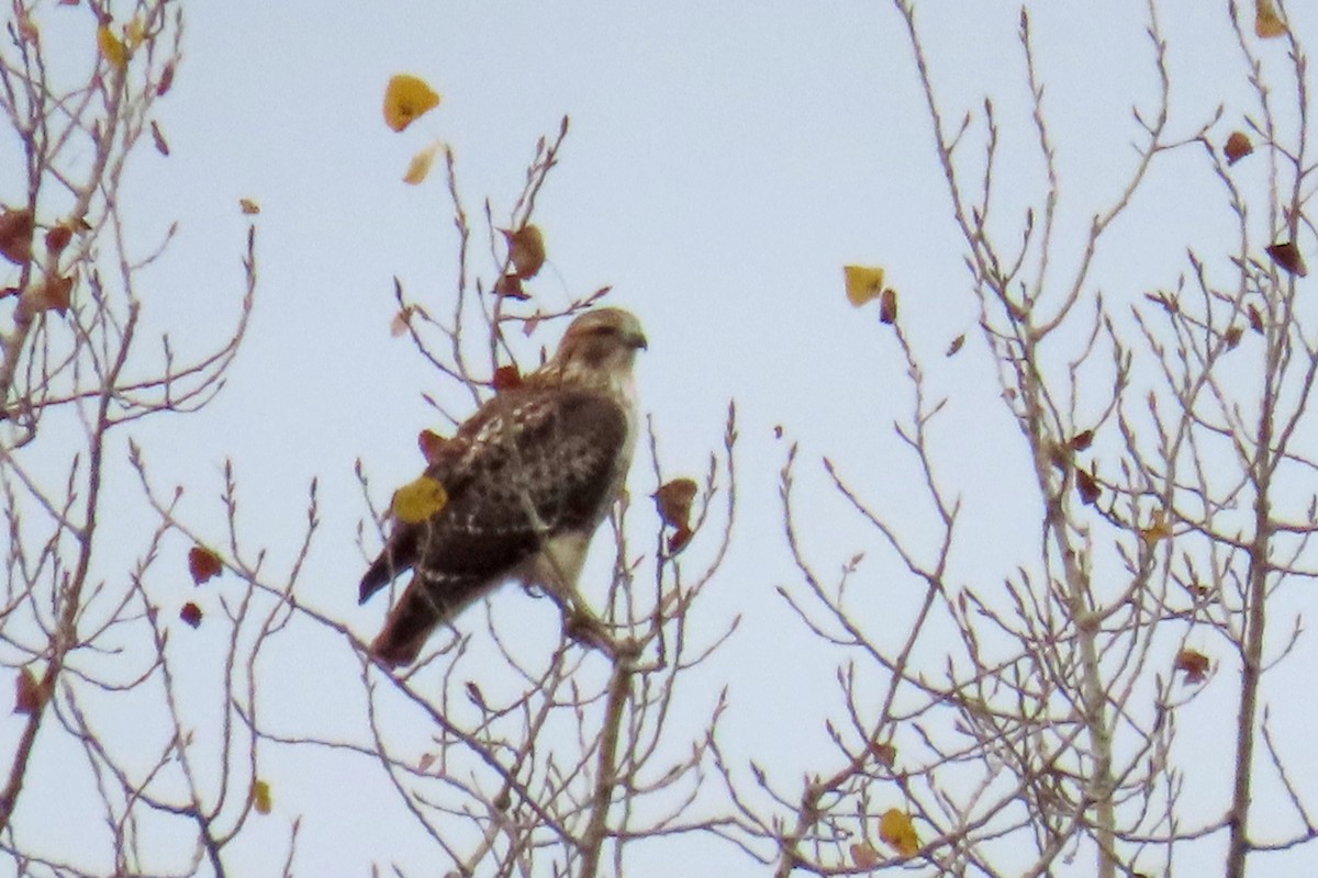 Busardo Colirrojo - ML644467038