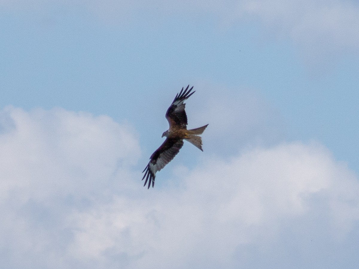 Red Kite - ML644467042