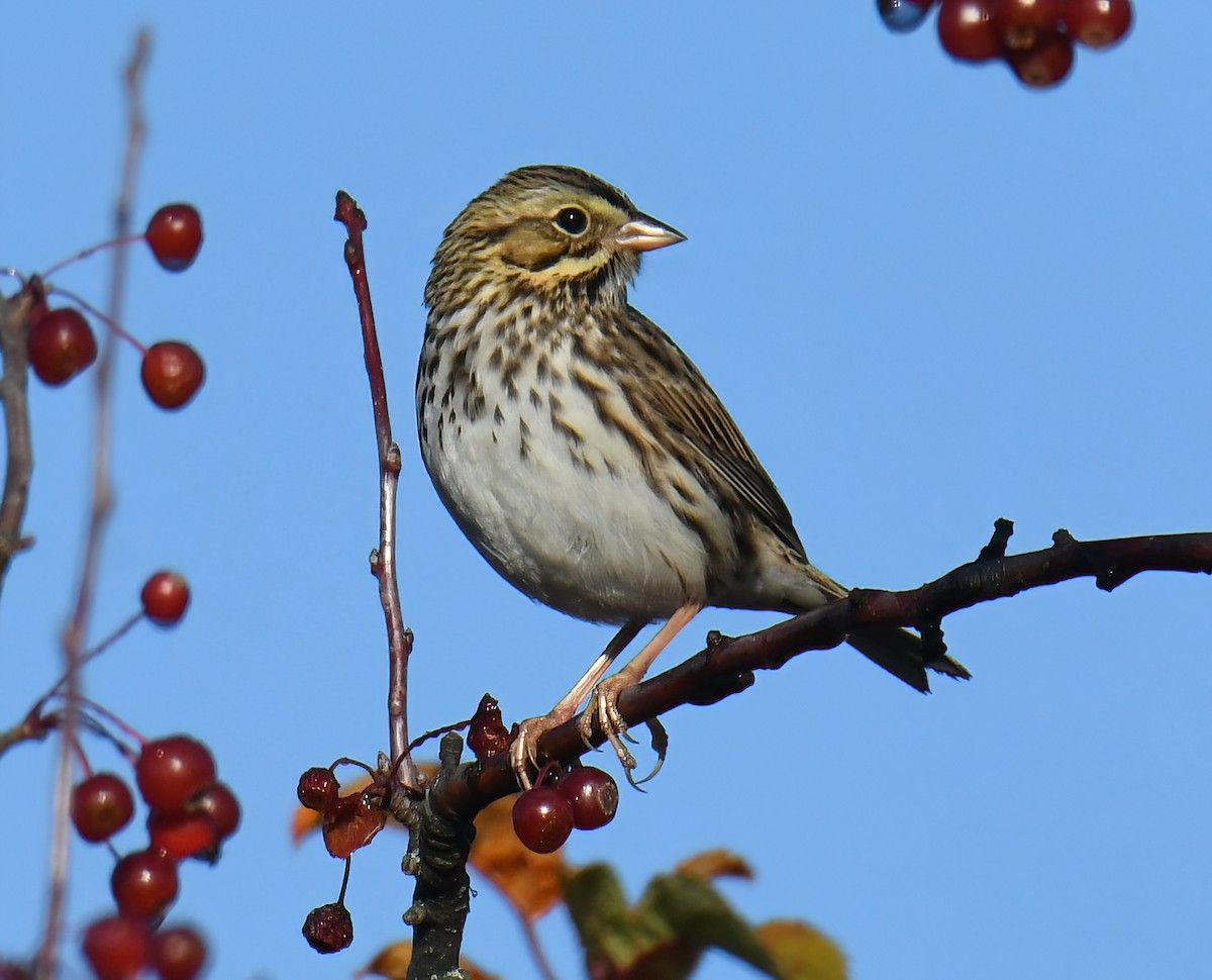 稀樹草鵐 - ML644467043