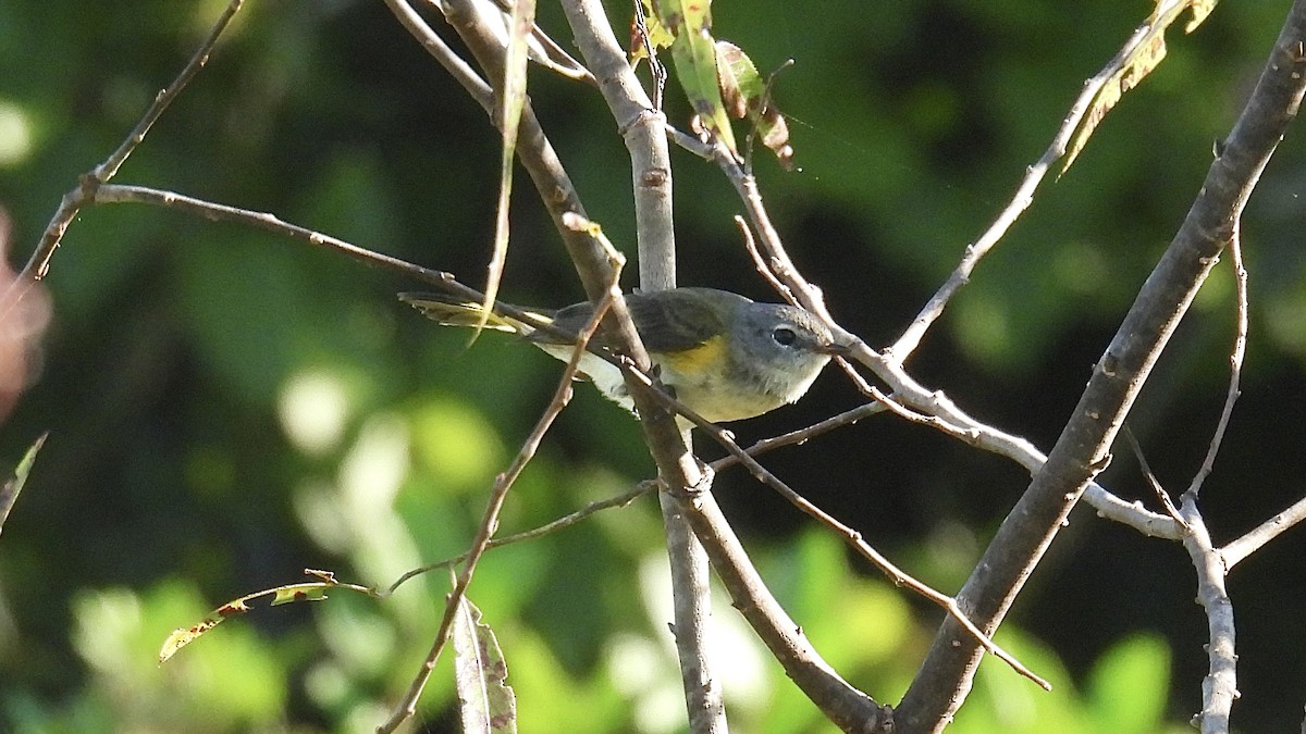 Paruline flamboyante - ML644467051