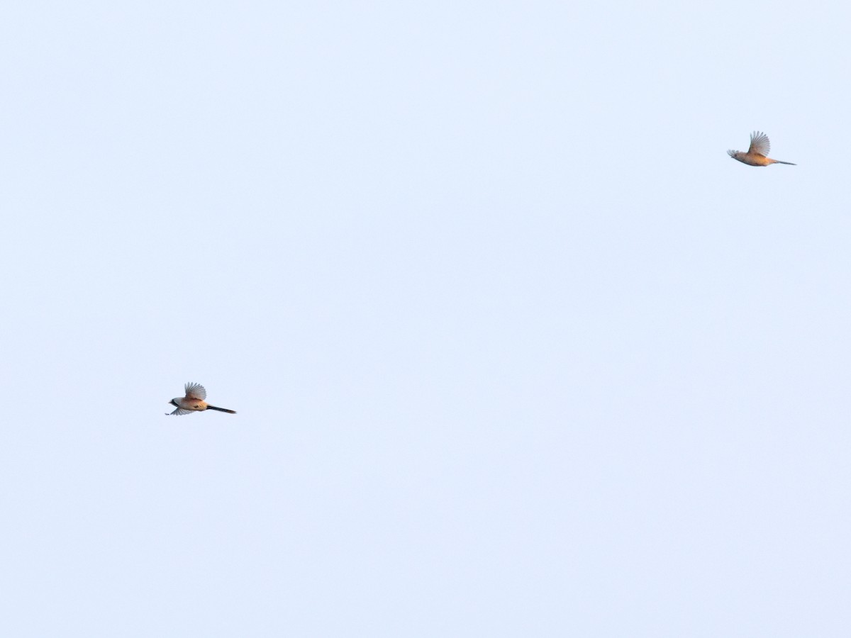 ヒゲガラ - ML644467053