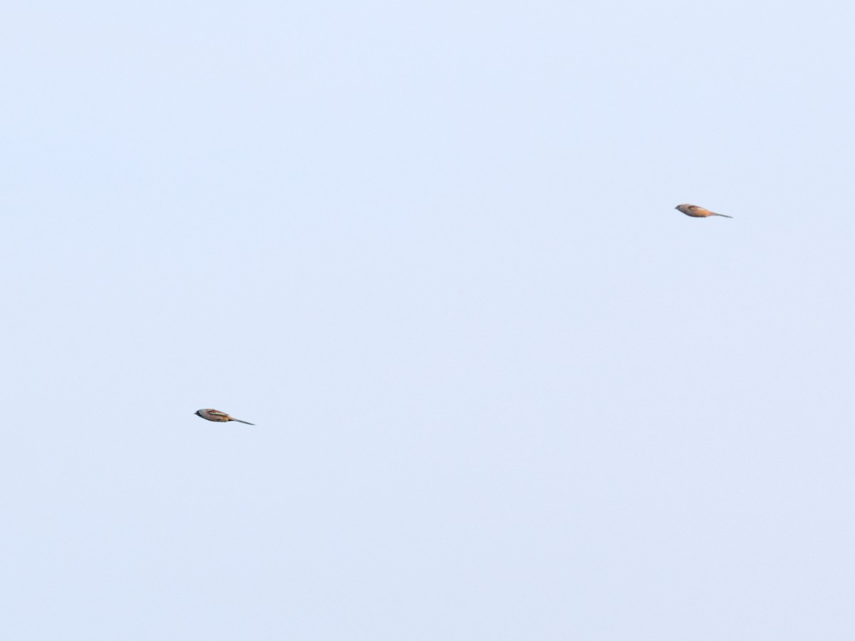 ヒゲガラ - ML644467055