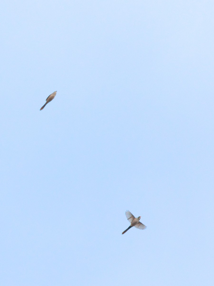 ヒゲガラ - ML644467056