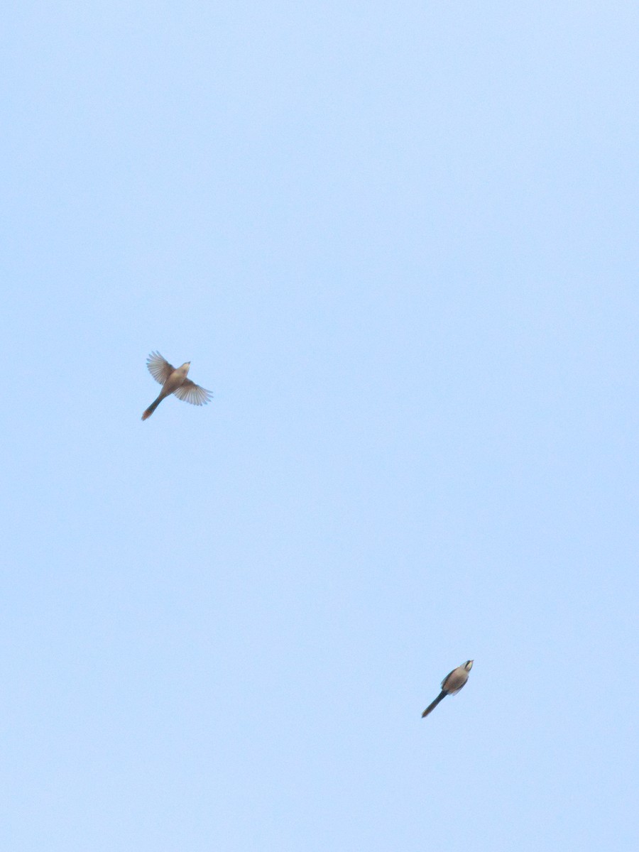 ヒゲガラ - ML644467057