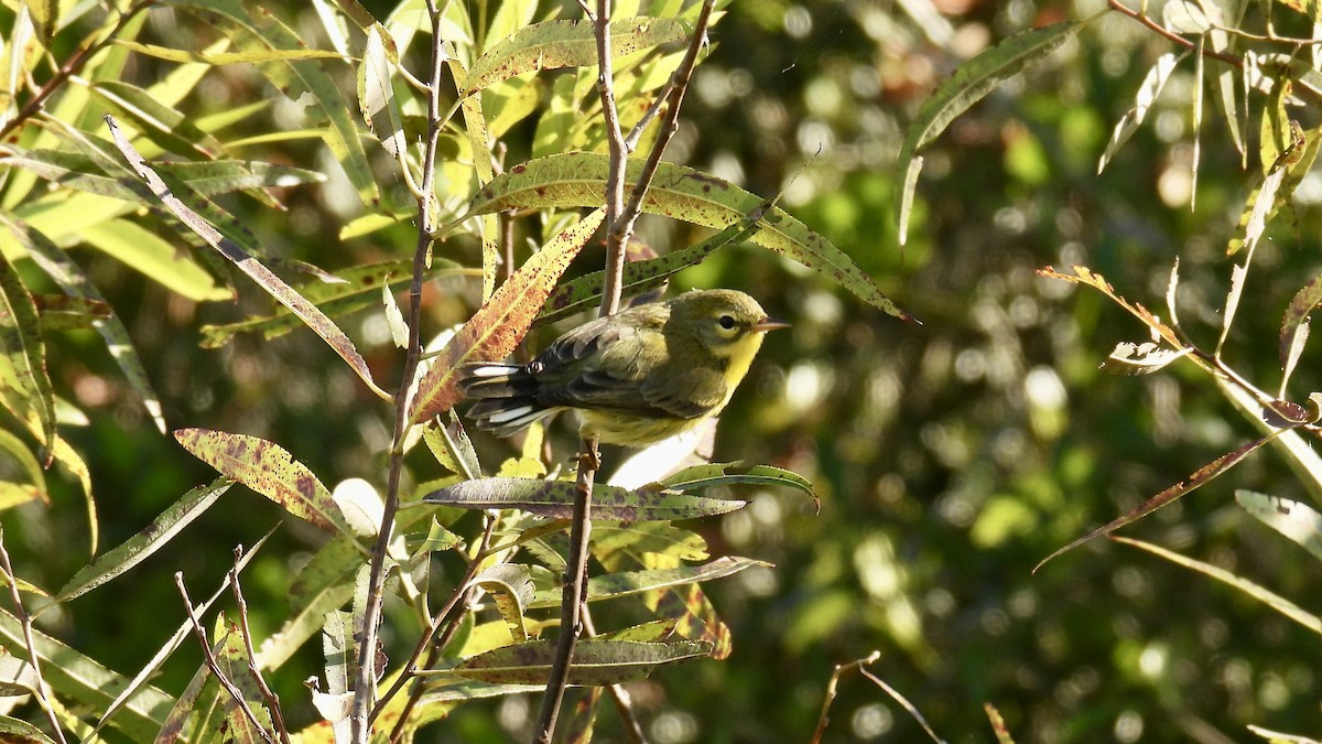 Paruline des prés - ML644467065