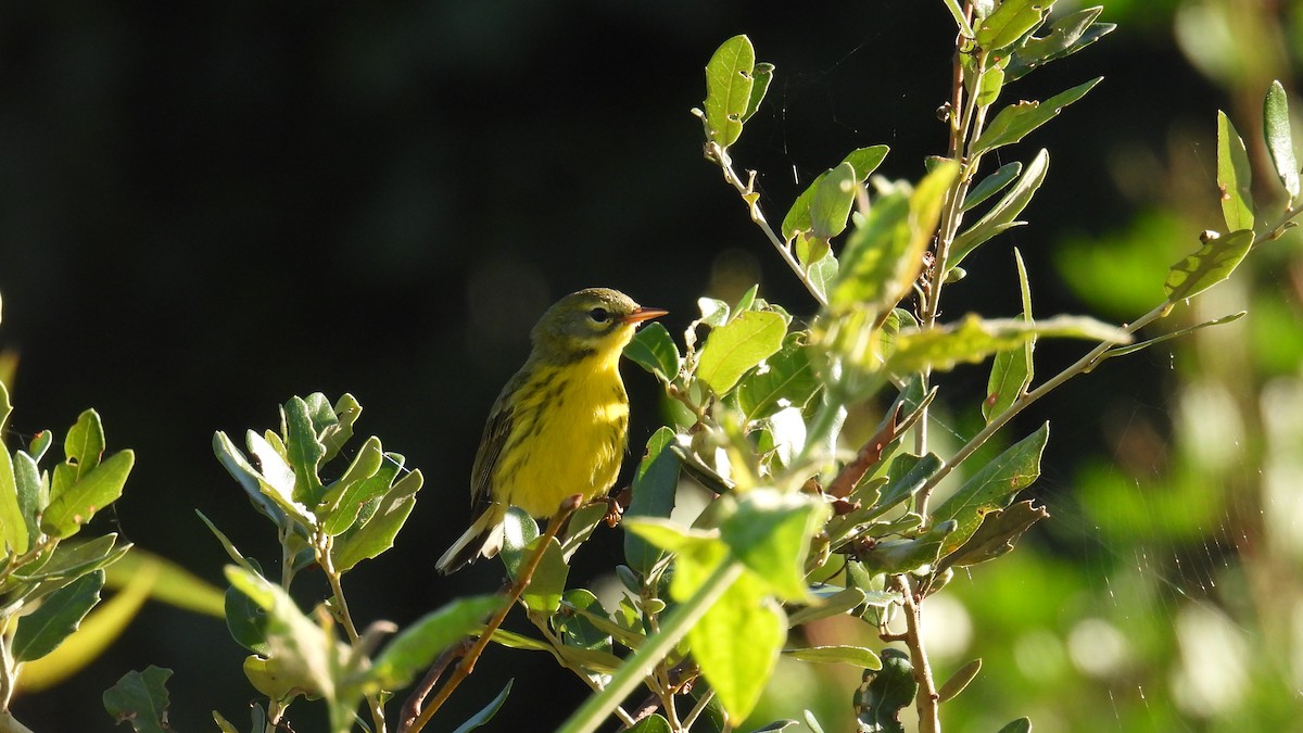 Paruline des prés - ML644467066