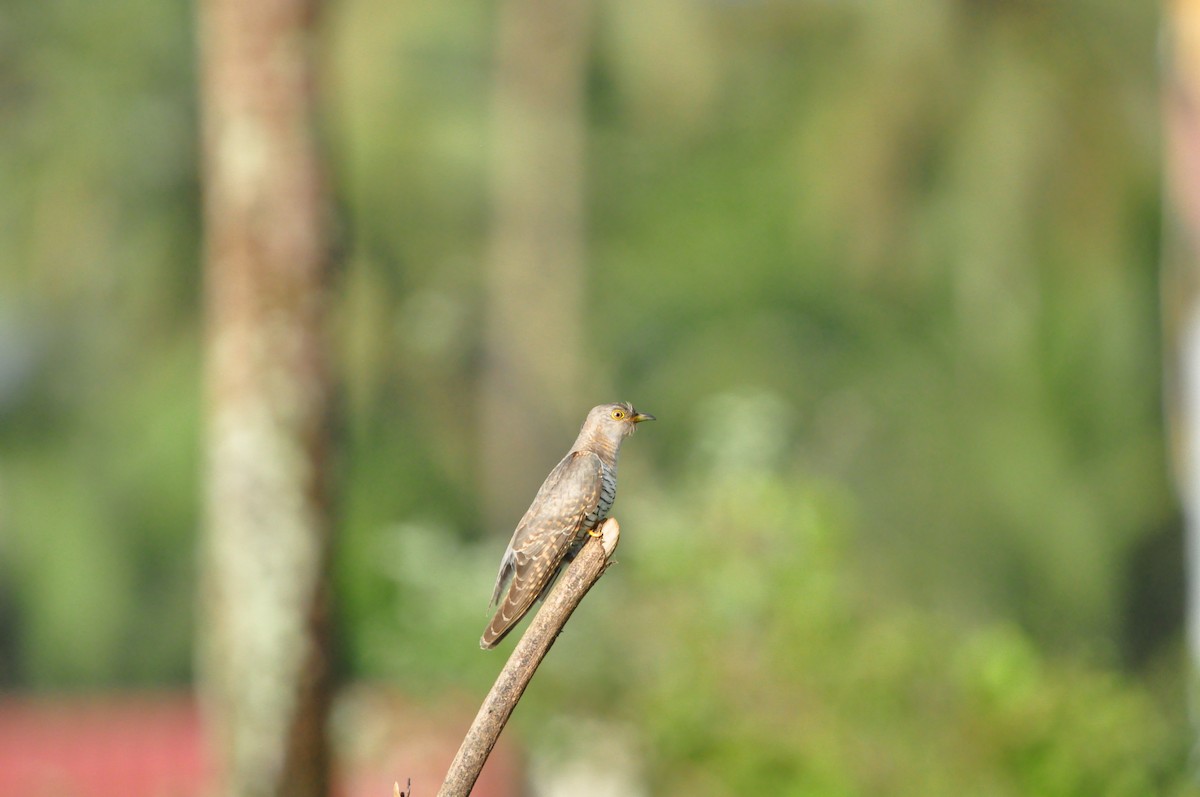 Common Cuckoo - ML644467078