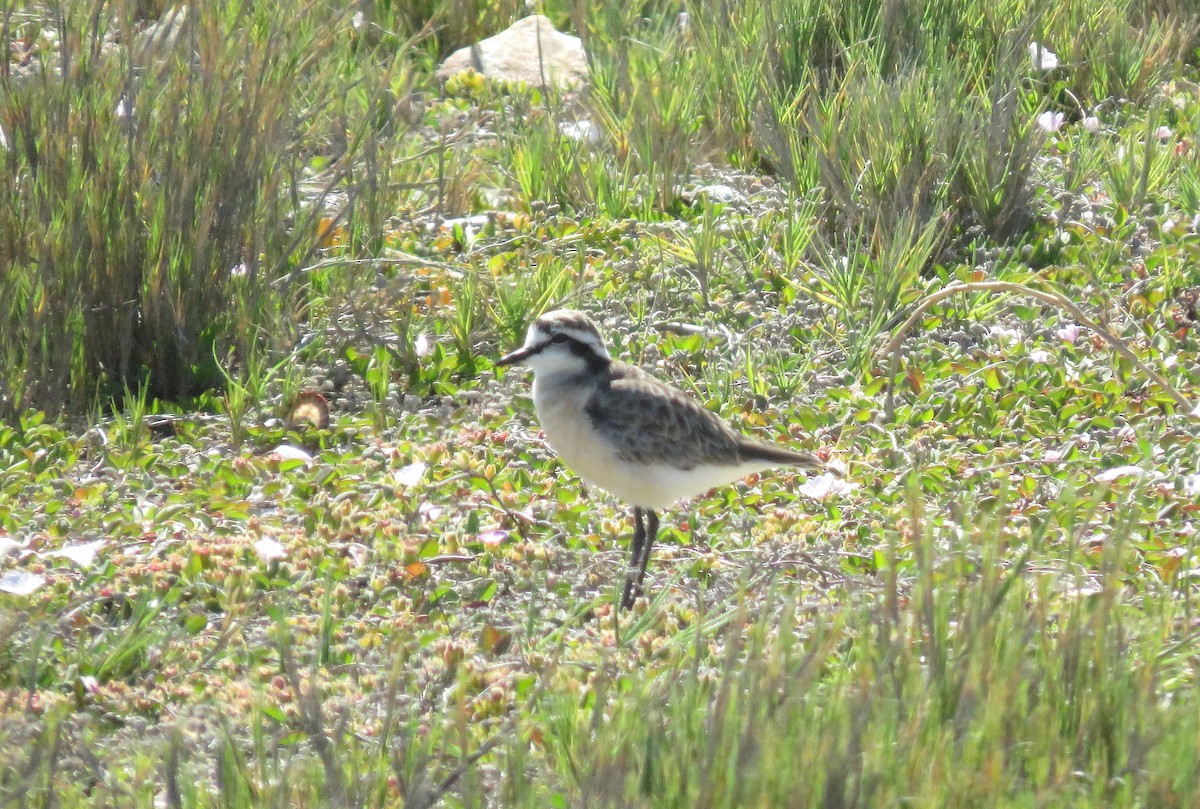 Chorlitejo Pecuario - ML644467095