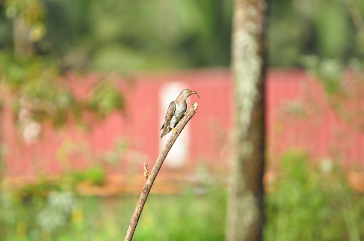 Common Cuckoo - ML644467104
