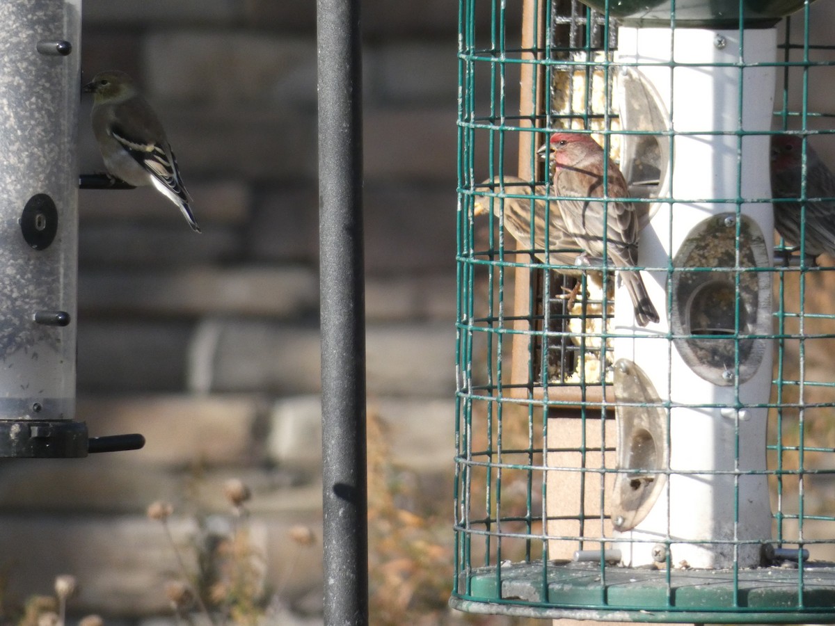 House Finch - ML644467111