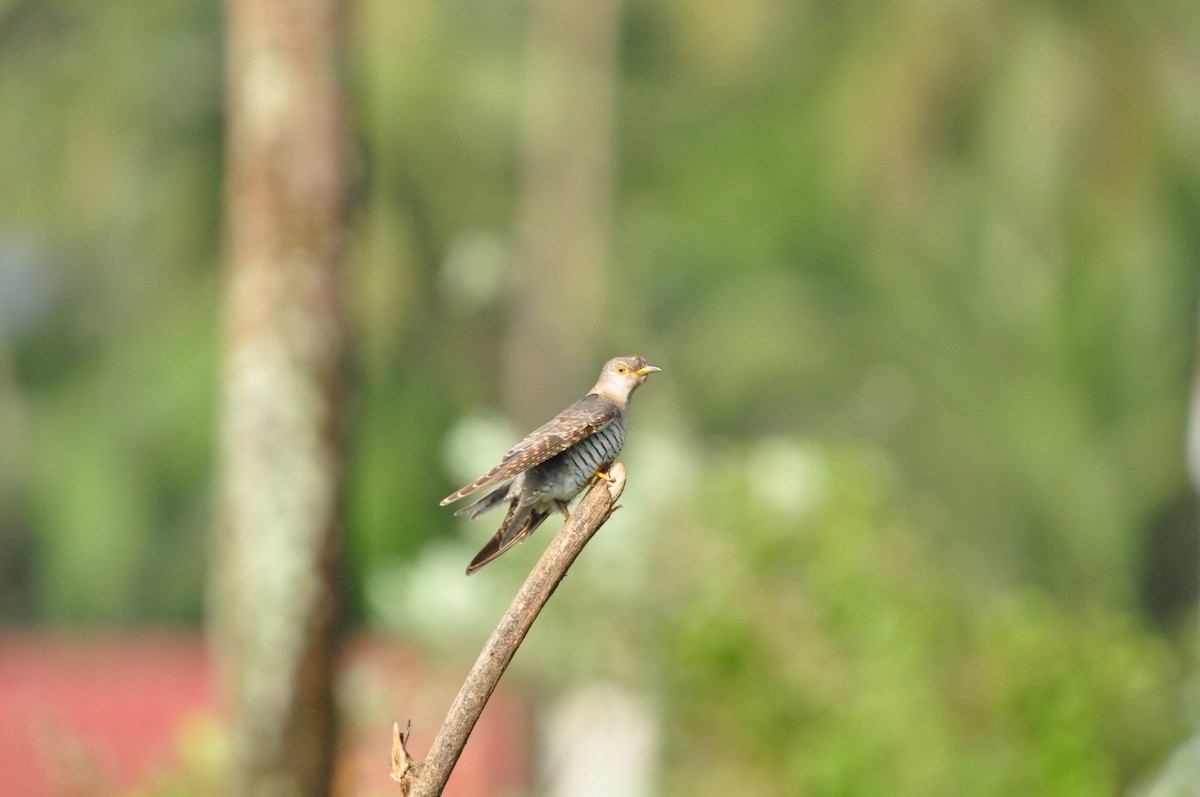 Common Cuckoo - ML644467119