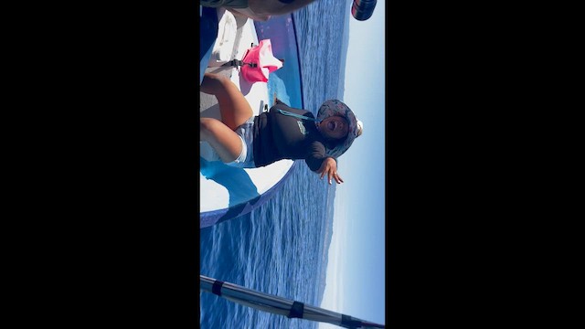 buřňák tahitský - ML644467124