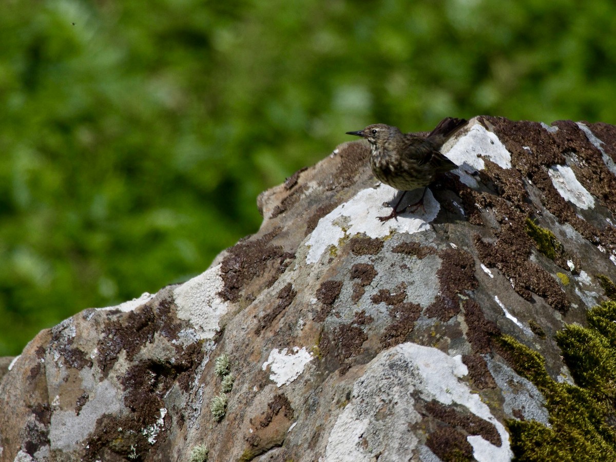 Bisbita Costero - ML644467127