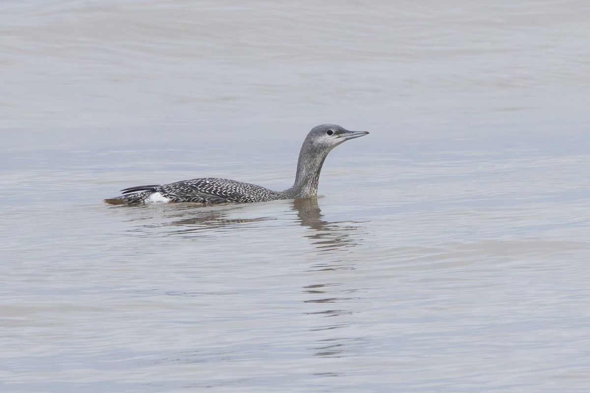 צוללן אדום-גרון - ML644467128