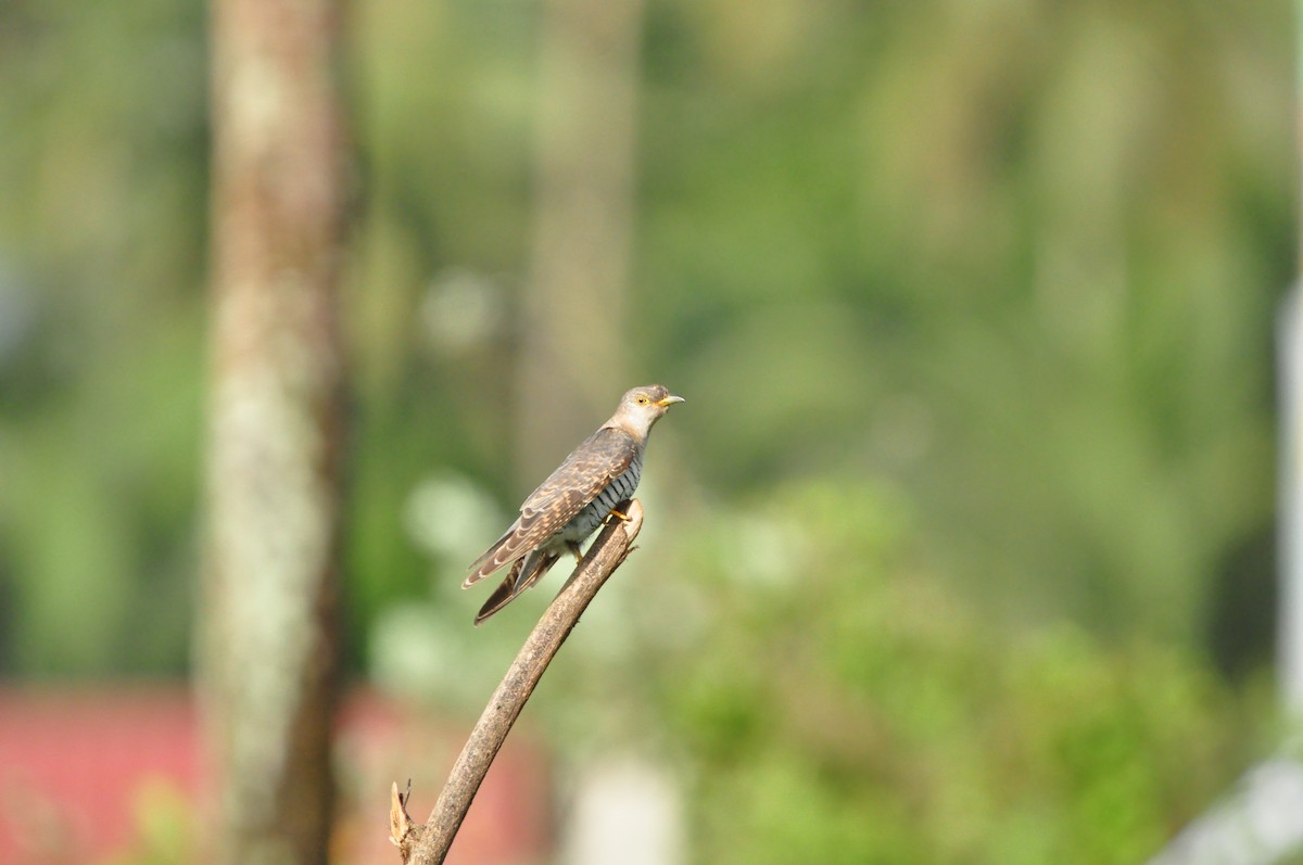 Common Cuckoo - ML644467130