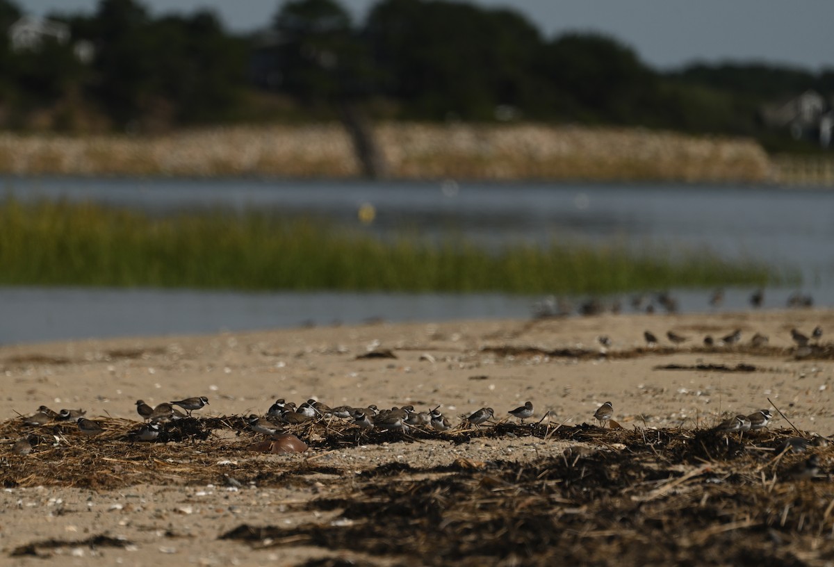 Semipalmated Plover - ML644467131