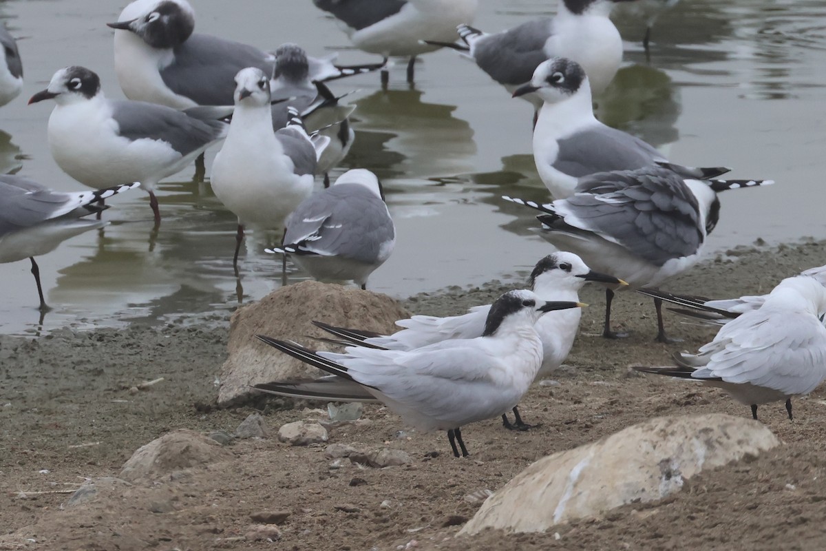 Sandwich Tern - ML644467133