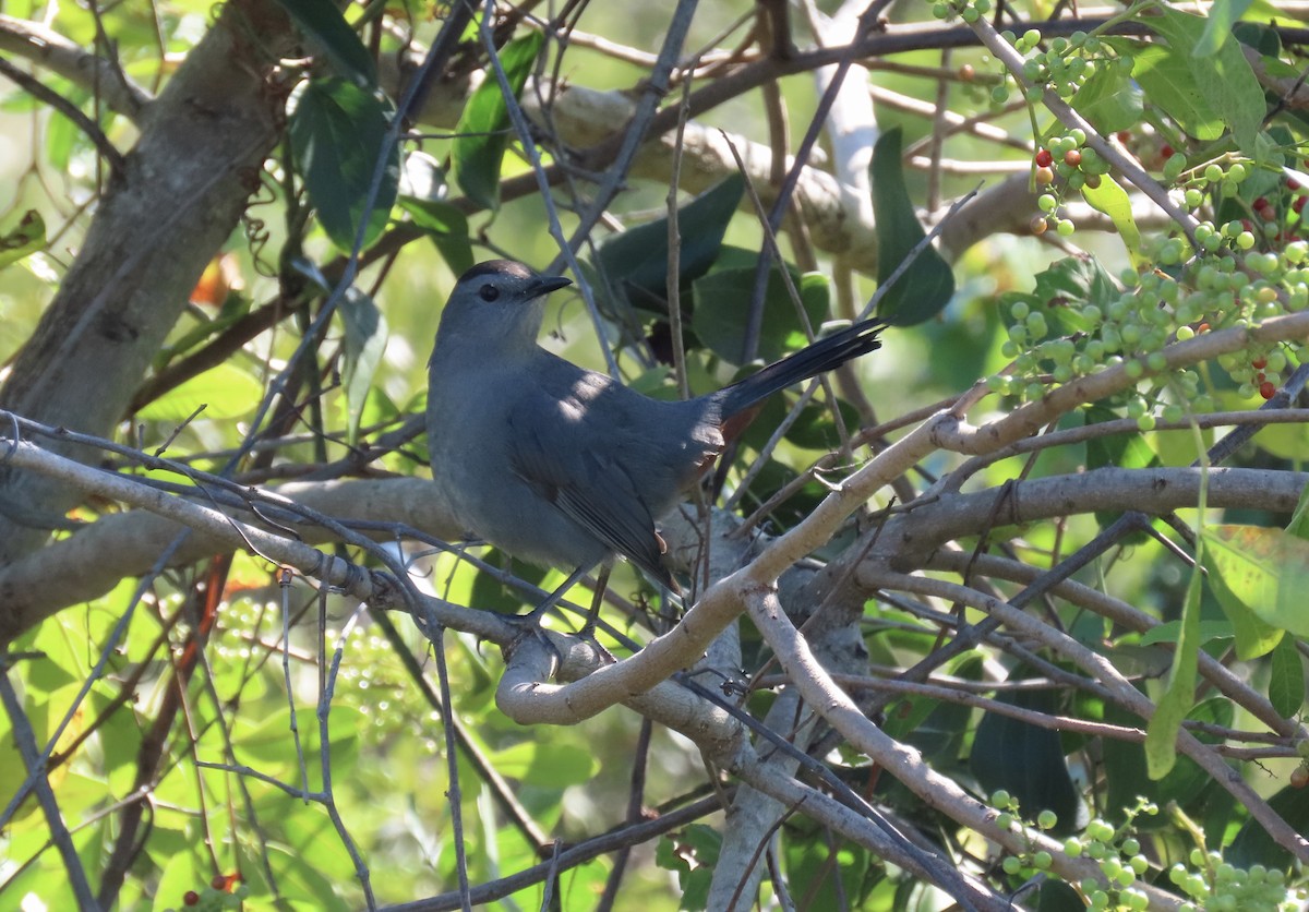 Gray Catbird - ML644467134