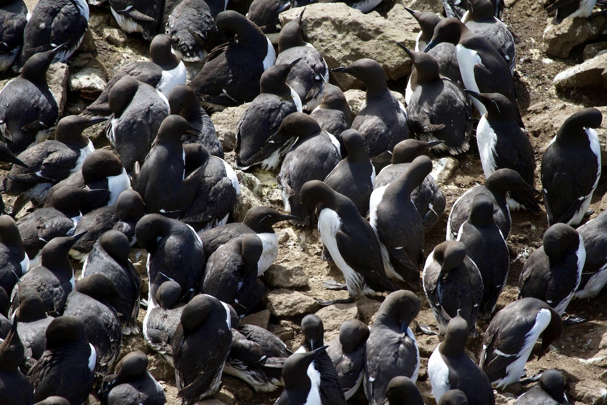 Кайра тонкодзьоба - ML644467135