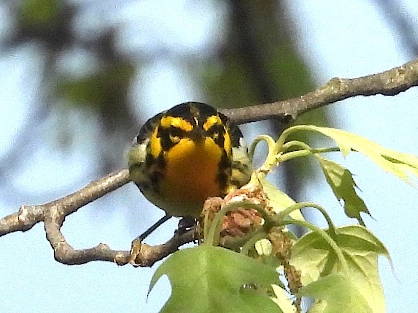 Turuncu Boğazlı Ötleğen - ML644467136