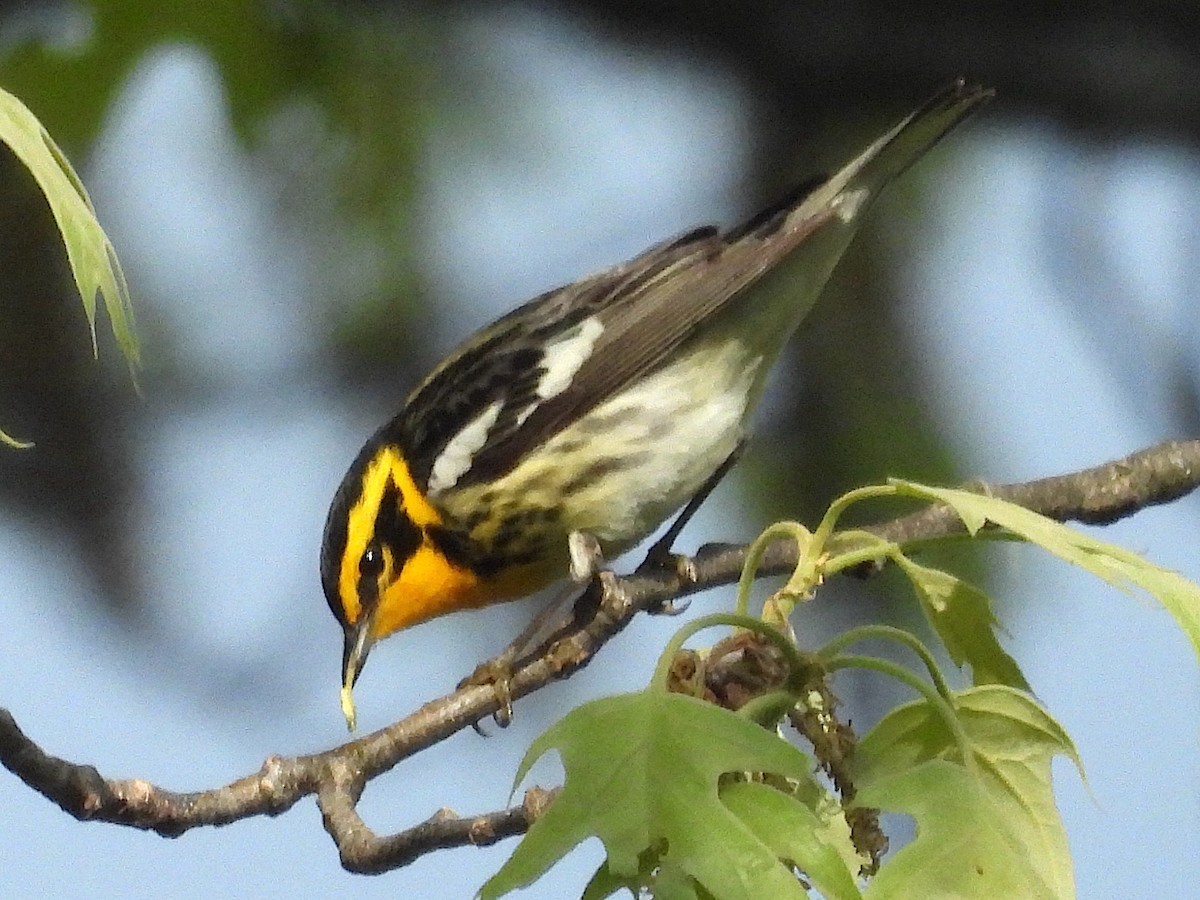 Turuncu Boğazlı Ötleğen - ML644467138