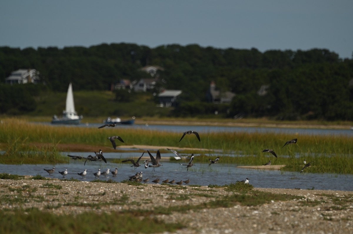 Willet (Eastern) - ML644467139
