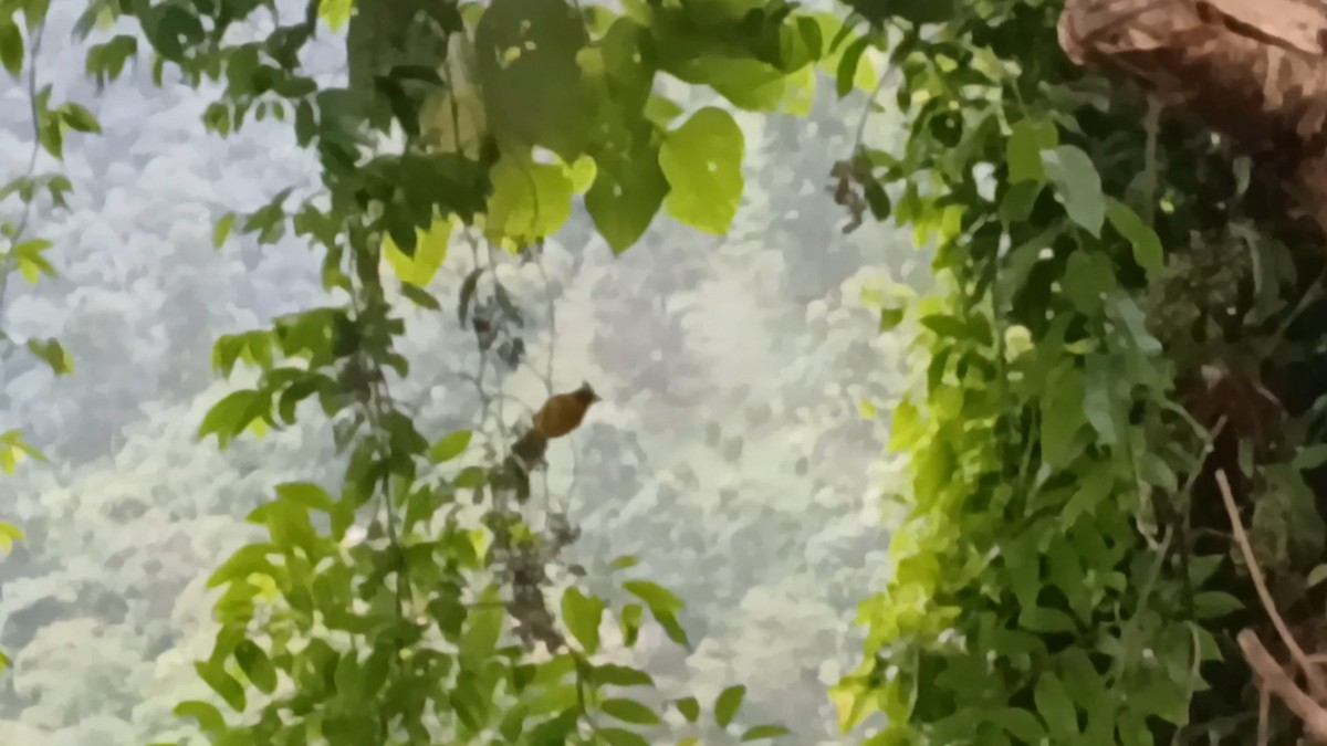 Black-crested Bulbul - ML644467146