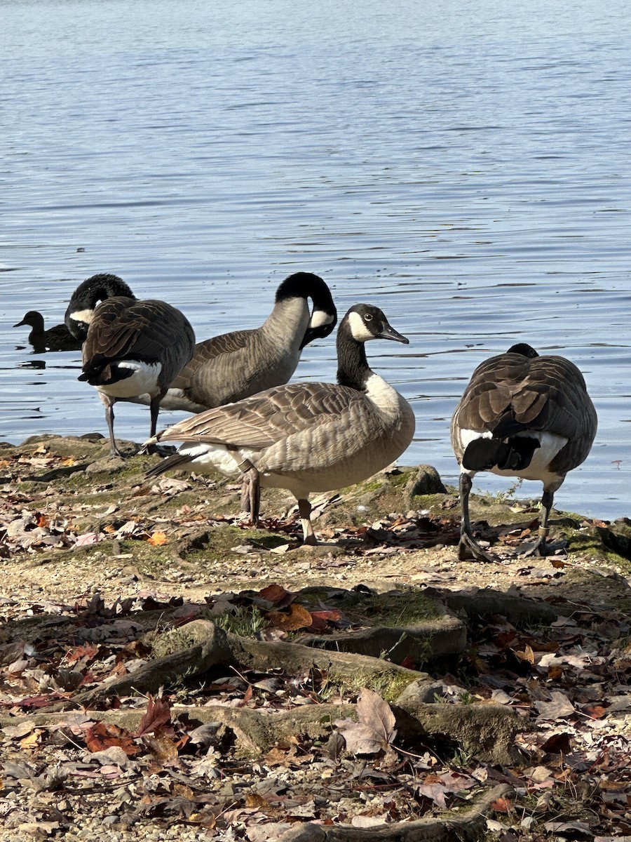 Canada Goose - ML644467157
